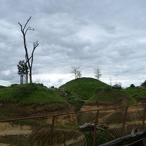 Lion exhibit -Bioparc de Doué la Fontaine (2025)
