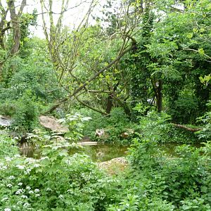 Spectacled bear and Bolivian squirrel monkey exhibit -Bioparc de Doué la Fontaine (2025)