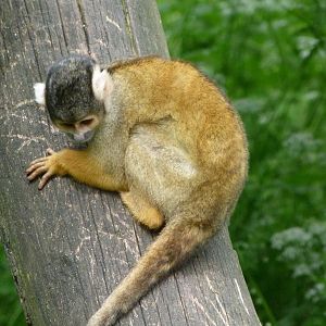 Bolivian squirrel monkey -Bioparc de Doué la Fontaine (2025)