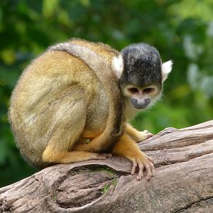 Bolivian squirrel monkey -Bioparc de Doué la Fontaine (2025)