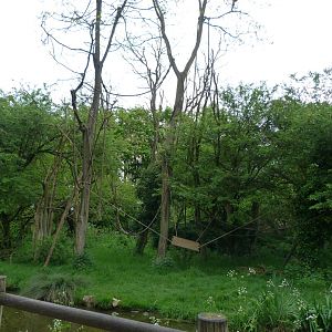 Colombian brown spider monkey exhibit -Bioparc de Doué la Fontaine (2025)