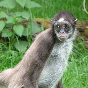Colombian brown spider monkey -Bioparc de Doué la Fontaine (2025)