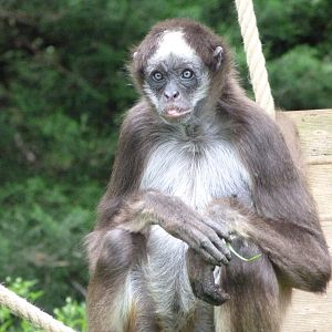 Colombian brown spider monkey -Bioparc de Doué la Fontaine (2025)