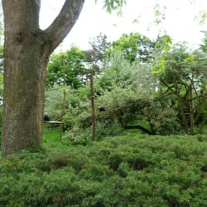 Colombian black spider monkey exhibit -Bioparc de Doué la Fontaine (2025)