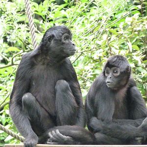 Colombian black spider monkey -Bioparc de Doué la Fontaine (2025)