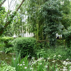 White-faced saki and Golden lion tamarin exhibit -Bioparc de Doué la Fontaine (2025)