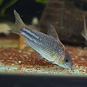 Yellow-finned Cory (Gastrodermus sp. C123)