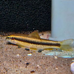 Chinese Golden Flying Fox (Sarcocheilichthys parvus)