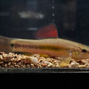 Rainbow Mountain Loach (Traccatichthys pulcher)