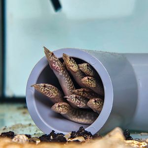 Mastacembelus cryptacanthus (Starry Night Spiny Eel)