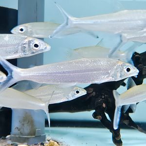 Silver Feather Tetra (Hemiodus immaculatus)