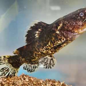 Peruvian Bumblebee Jelly Catfish (Batrochoglanis sp. I)