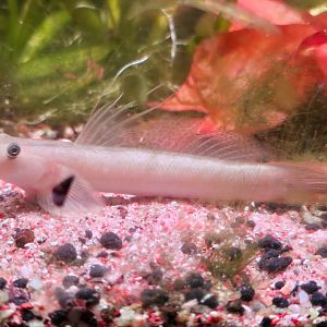 Sicyopterus cf. microcephalus