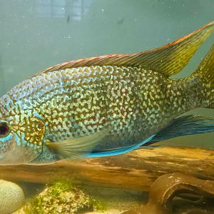 Tanganyikan Tilapia (Oreochromis tanganicae)