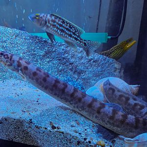 Tanganyikan Broad-banded Spiny Eel (Mastacembelus ellipsifer)