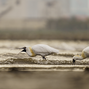 Black Faced Spoonbill