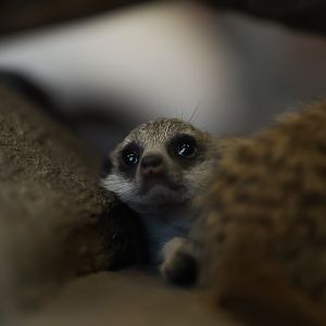 Meerkat Kit (baby)
