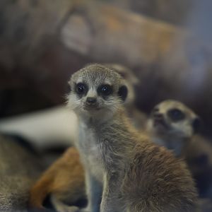 Meerkat Kit (baby)