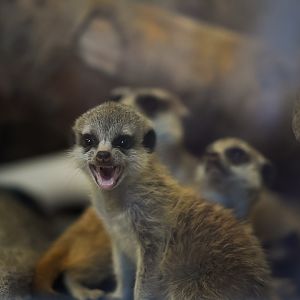 Meerkat Kit (baby)