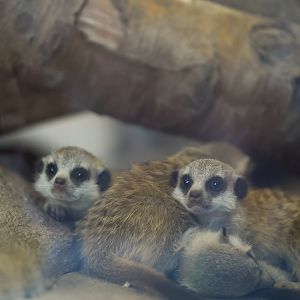 Meerkat Kits (babies)