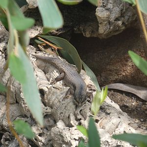 Australian tree skink