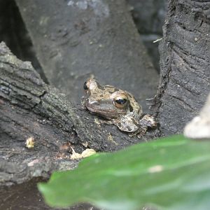 Common tree frog