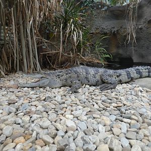 Philippine crocodile