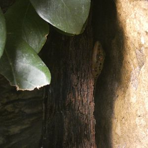 Polillo false gecko
