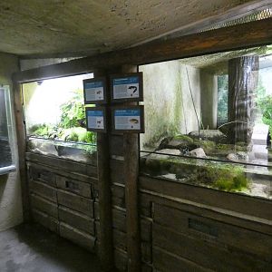 Carboniferous forest display