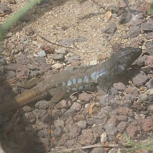 Southern Tenerife lizard