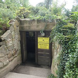 Carboniferous forest display entrance