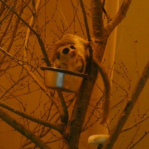 Fat-tailed dwarf lemur