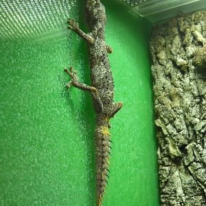 Northern spiny-tailed gecko