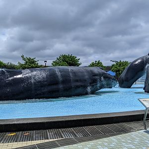 Whale pool