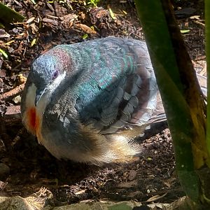 Luzon bleeding-heart pigeon (Gallicolumba luzonica)