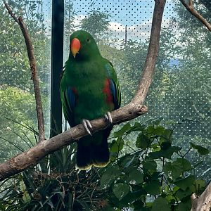Eclectus parrot (Eclectus roratus)