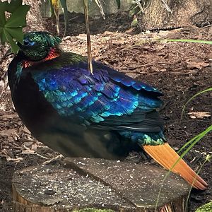 Himalayan monal (Lophophorus impejanus)