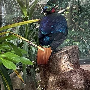 Himalayan monal (Lophophorus impejanus)