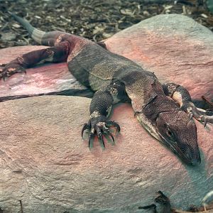 Lace Monitor (Female)
