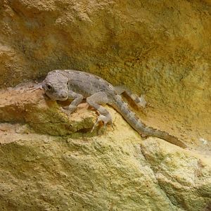 Carter’s rock gecko