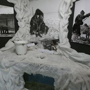 Prussian carp display