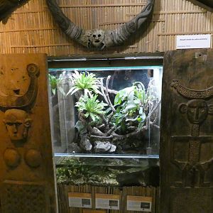 Bornean earless monitor enclosure