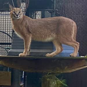 Khafre (Caracal)