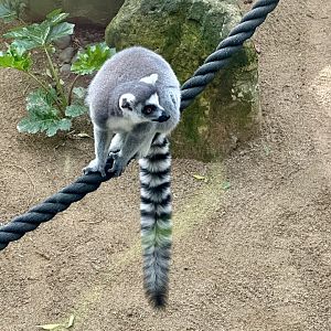 Ring-tailed lemur (Lemur catta)