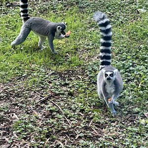 Ring-tailed lemur (Lemur catta)