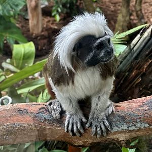 Cotton-top tamarin (Saguinus oedipus)