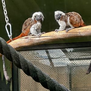 Cotton-top tamarin (Saguinus oedipus)
