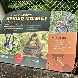 Spider Monkey Signage