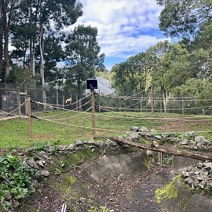 Spider Monkey Exhibit (New Ropes)