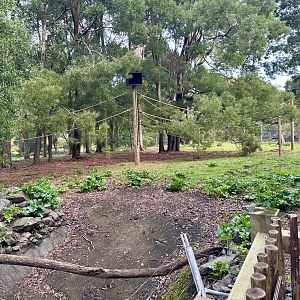 Spider Monkey Exhibit (New Ropes)